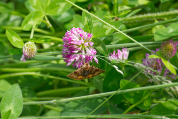 Burnet companion moth (Euclidia glyphica) butterfly perched on a pink flower in Zurich, Switzerland
