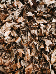 Fallen Dry Leaves on Ground Background