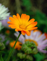  Closeup yellow-orange marigold in the garden.