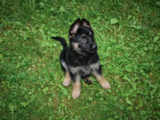 Portrait of a German Shepherd puppy sitting outdoors on the grass