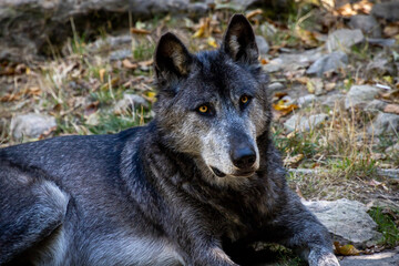 gray wolf lupus