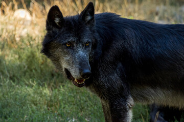 close-up of a wolf in the gras