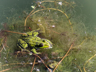 frog in the watergrass 