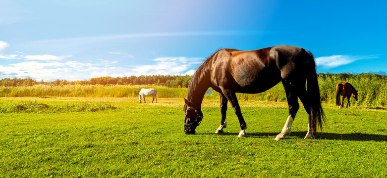 horses on pasture at horse ranch. eating grass in a field on sunny day. banner with copy space