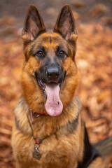 german shepherd portrait
