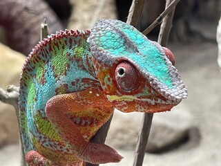 Farbiger Chameleon