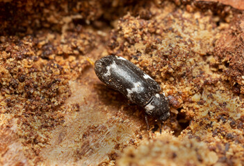 Megatoma undata on fir wood, macro photo