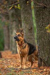 Naklejka na ściany i meble german shepherd dog in autumn park