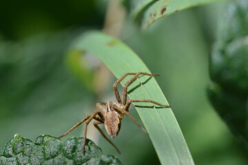 Araignée à l'affut dans l'herbe (Pisaura mirabilis)