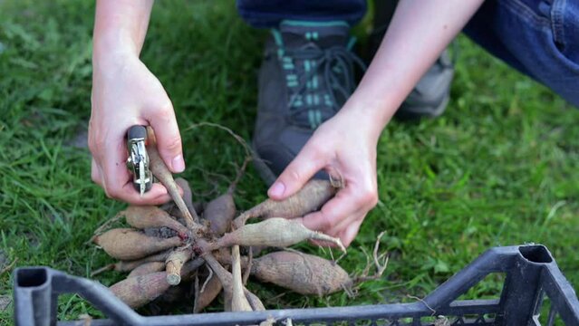 The gardener sorts out dahlia tubers. Plant root care. Dahlia tubers on the ground before planting. Planting a sprouted dahlia tuber with shoots in a spring flower garden.