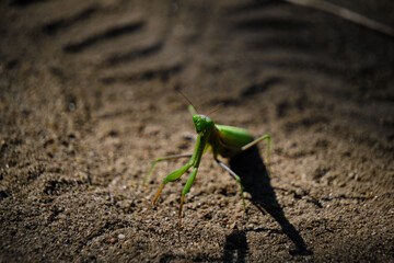 Gaze and eyes,green mantis insect in natural conditions against background sand.