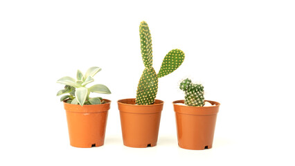 Group of succulent cactus plant isolated on white background. Cactus in flower pot. Succulent background. Selective focus included.