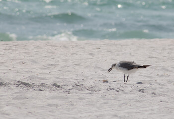 seagull picking up a shell on the beach