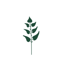 Floral design element. Botanical detail in a simple minimalist style. Green leaf. 