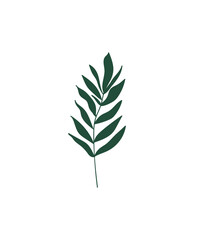 Floral design element. Botanical detail in a simple minimalist style. Green leaf. 