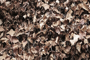 蔦の絡まる外壁。あきの声とともに枯れた趣