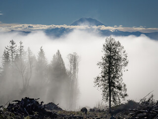 Cloud inversion in front of Mount Rainier from Tiger Mountain