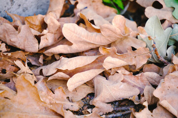 Fallen leaves from the oak, the onset of autumn.