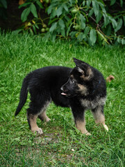 Portrait of a German Shepherd puppy looking back and sticking out his tongue
