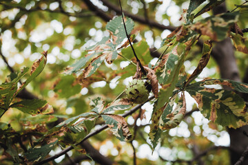 Withering chestnut leaves and ripe chestnut fruit