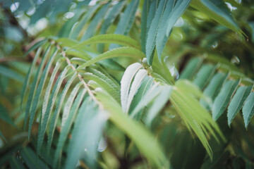 Autumn season. Leaves of bushes and trees