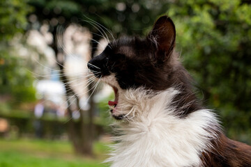 Cat; Portrait of cute cat