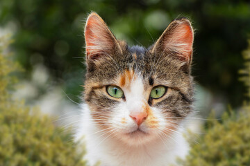 Naklejka na ściany i meble Cat; Portrait of cute cat