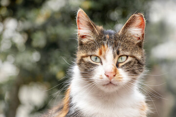 Naklejka na ściany i meble Cat; Portrait of cute cat