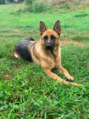 Lying german shepherd dog on grass