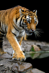 Fototapeta na wymiar Angry big tiger isolated on black background