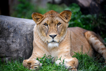 Obraz na płótnie Canvas Close up female lion portrait. Wildlife scene from nature