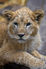 Obraz na płótnie Canvas Close up lion cub portrait. Wildlife scene from nature