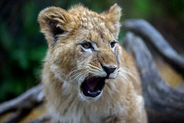 Close up lion cub portrait. Wildlife scene from nature