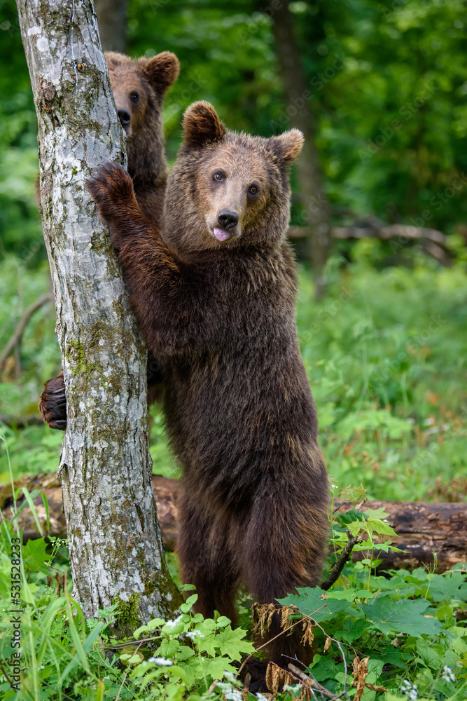 Wall mural wild brown bear (ursus arctos) in the forest. animal in natural habitat