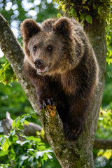 Fototapeta premium Wild Brown Bear (Ursus Arctos) on tree in the forest. Animal in natural habitat