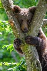 Wild Brown Bear (Ursus Arctos) on tree in the forest. Animal in natural habitat