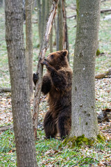 Obraz premium Wild Brown Bear (Ursus Arctos) in the forest. Animal in natural habitat