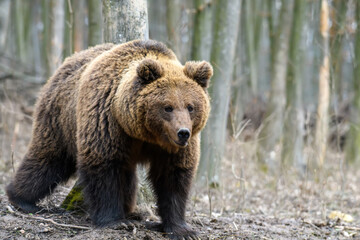 Naklejka na ściany i meble Wild Brown Bear (Ursus Arctos) in the forest. Animal in natural habitat