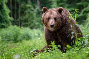 Obraz na płótnie Canvas Wild Brown Bear (Ursus Arctos) in the forest. Animal in natural habitat