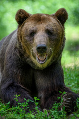Fototapeta premium Wild Brown Bear (Ursus Arctos) in the forest. Animal in natural habitat
