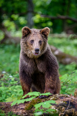 Naklejka na ściany i meble Wild Brown Bear (Ursus Arctos) in the forest. Animal in natural habitat