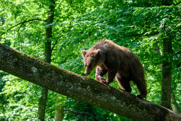 Wild Brown Bear (Ursus Arctos) in the forest. Animal in natural habitat