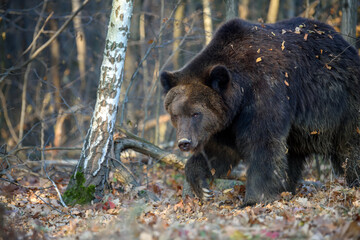 Obraz na płótnie Canvas Wild Brown Bear (Ursus Arctos) in the forest. Animal in natural habitat