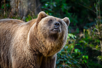 Wild Brown Bear (Ursus Arctos) in the forest. Animal in natural habitat
