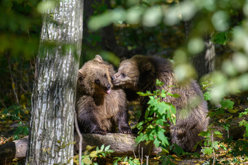 Wild Brown Bear (Ursus Arctos) in the forest. Animal in natural habitat