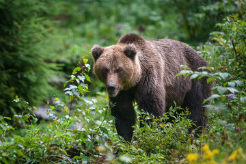 Plakat Wild Brown Bear (Ursus Arctos) in the forest. Animal in natural habitat