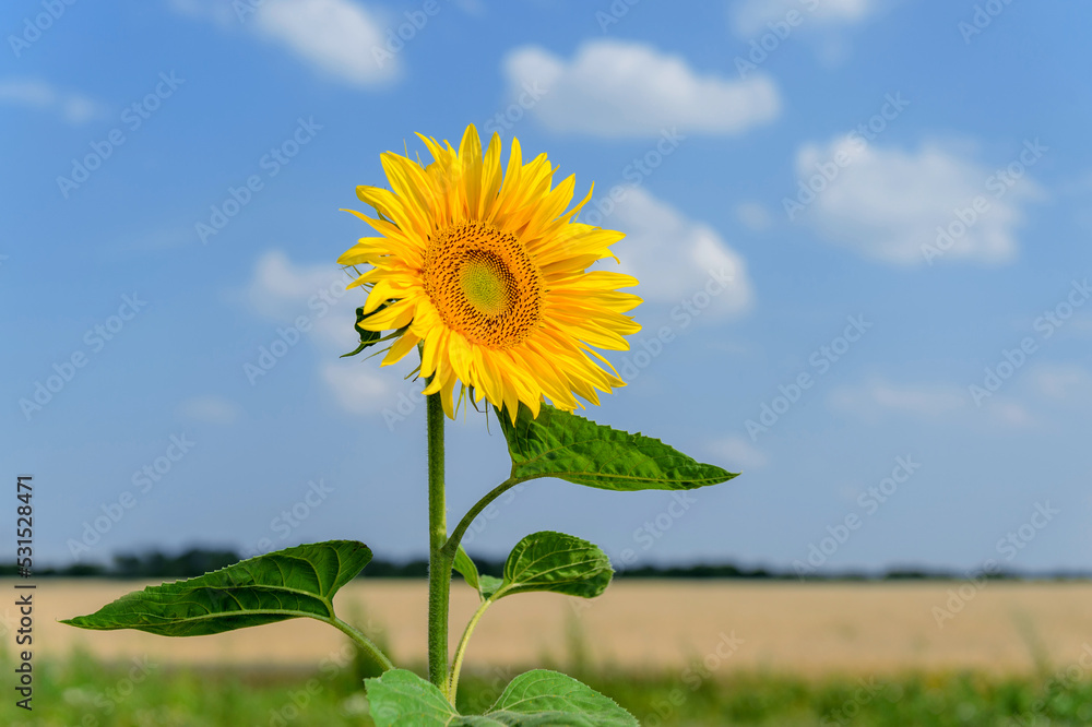 Sticker Close up Sunflower on the side of the road