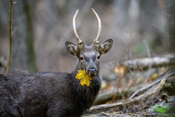 Portrait of majestic deer stag in Autumn Fall with yellow leaf
