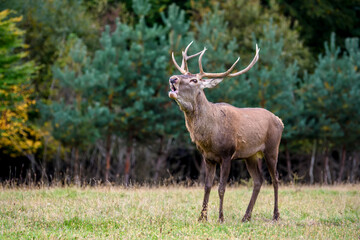 Naklejka na ściany i meble Majestic red deer stag in forest with big horn. Animal in nature habitat. Wildlife scene