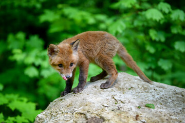 Fototapeta premium Red fox, vulpes vulpes, small young cub in forest on stone. Cute little wild predators in natural environment.